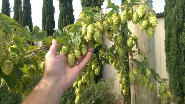 best craft beer and breweries